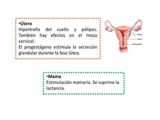 •Útero
Hipertrofia del cuello y pólipos.
También hay efectos en el moco
cervical.
El progestágeno estimula la secreción
glandular durante la fase lútea.



             •Mama
             Estimulación mamaria. Se suprime la
             lactancia.
 