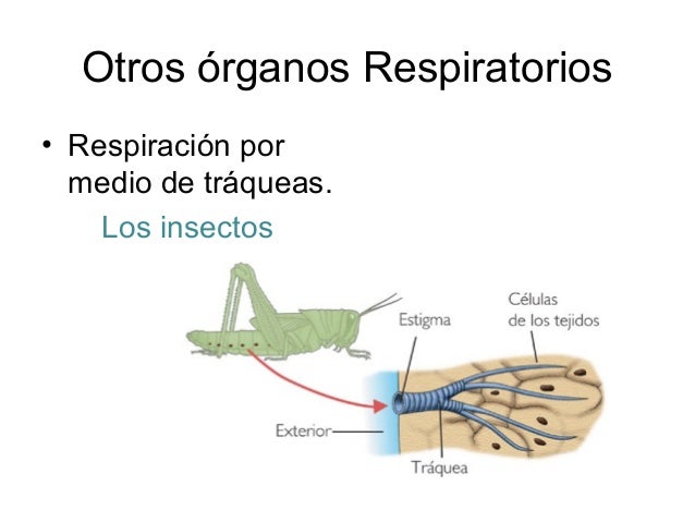 sistema respiratorio