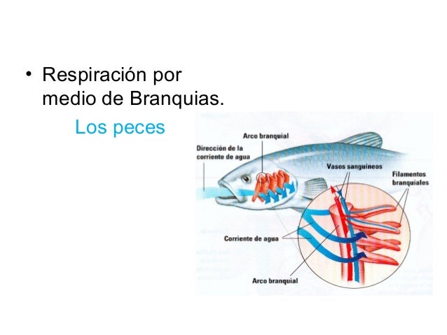 El sistema respiratorio