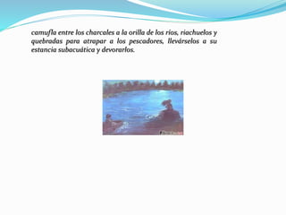 camufla entre los charcales a la orilla de los ríos, riachuelos y
quebradas para atrapar a los pescadores, llevárselos a su
estancia subacuática y devorarlos.
 