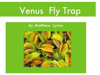 Venus  Fly Trap ,[object Object]