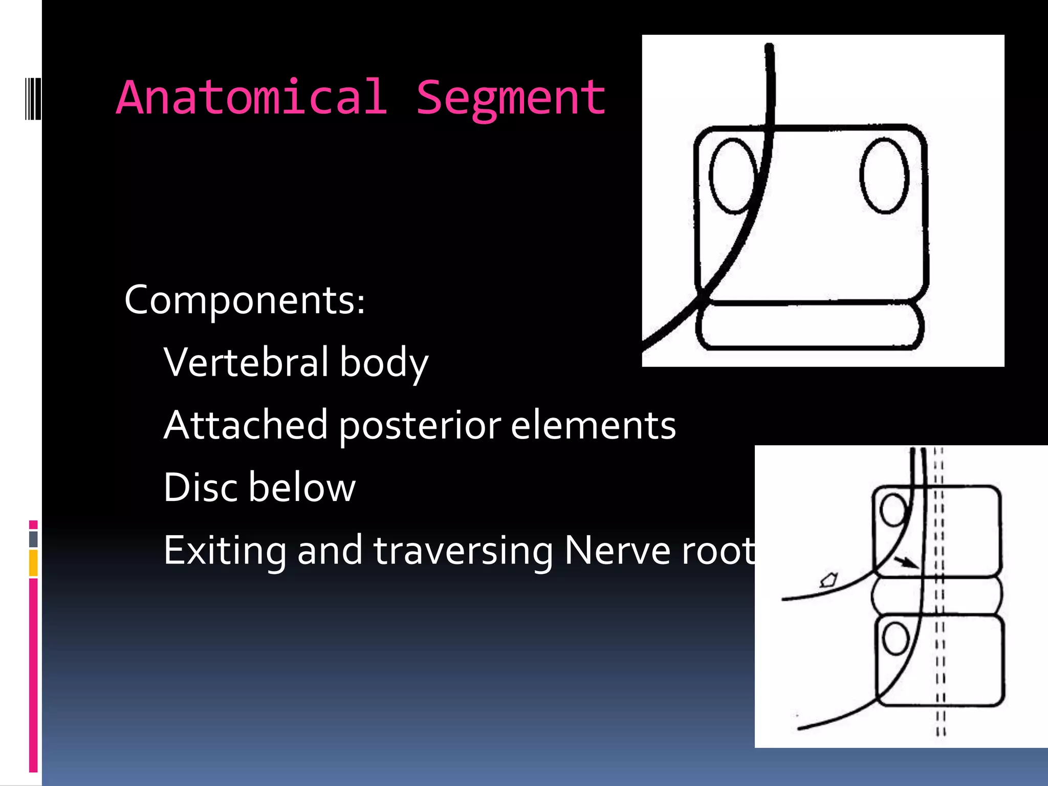 Anatomical Segment

Components:
Vertebral body
Attached posterior elements
Disc below
Exiting and traversing Nerve root

 