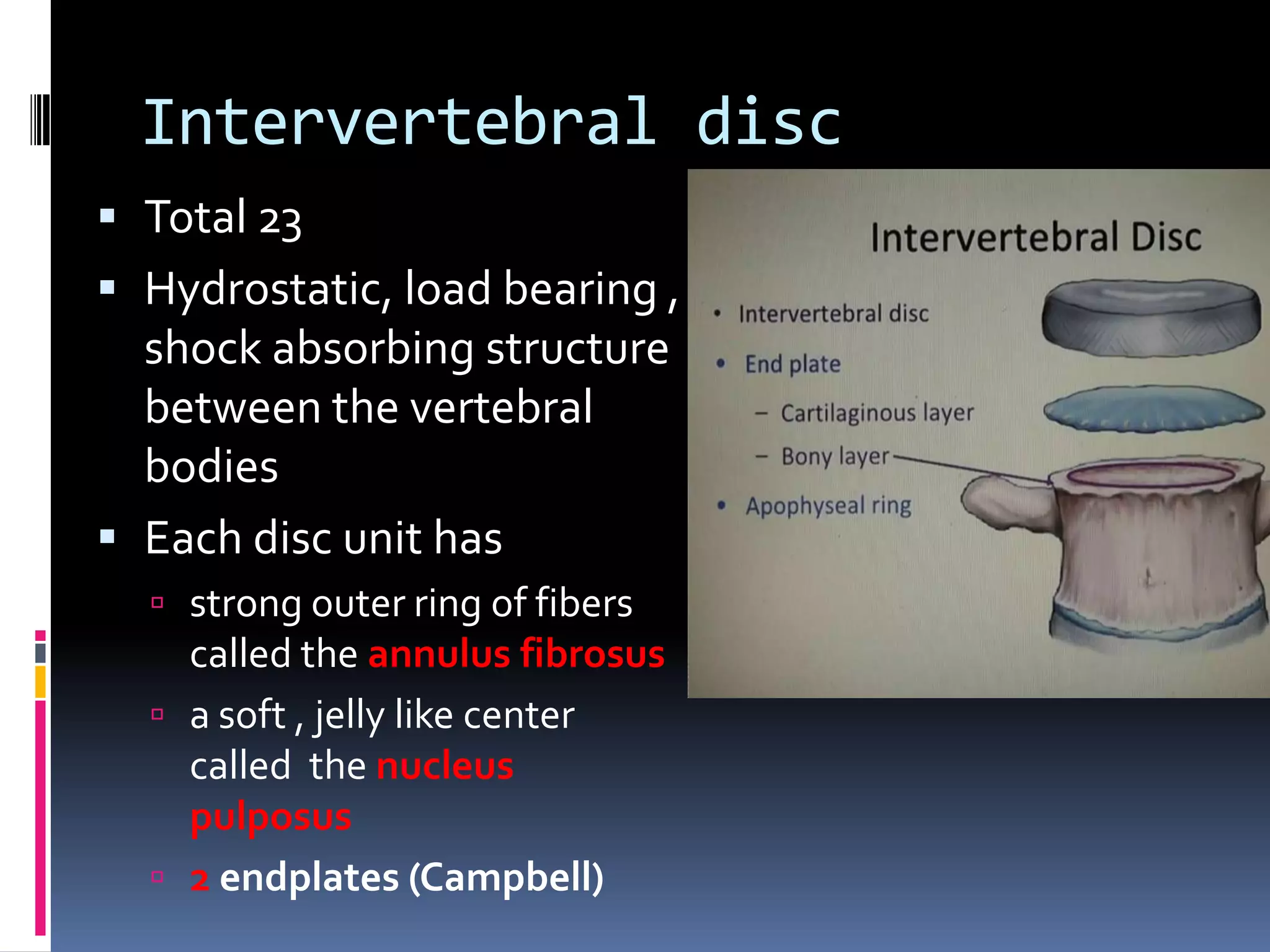 Intervertebral disc
 Total 23
 Hydrostatic, load bearing ,

shock absorbing structure
between the vertebral
bodies
 Each disc unit has
 strong outer ring of fibers

called the annulus fibrosus
 a soft , jelly like center
called the nucleus
pulposus
 2 endplates (Campbell)

 