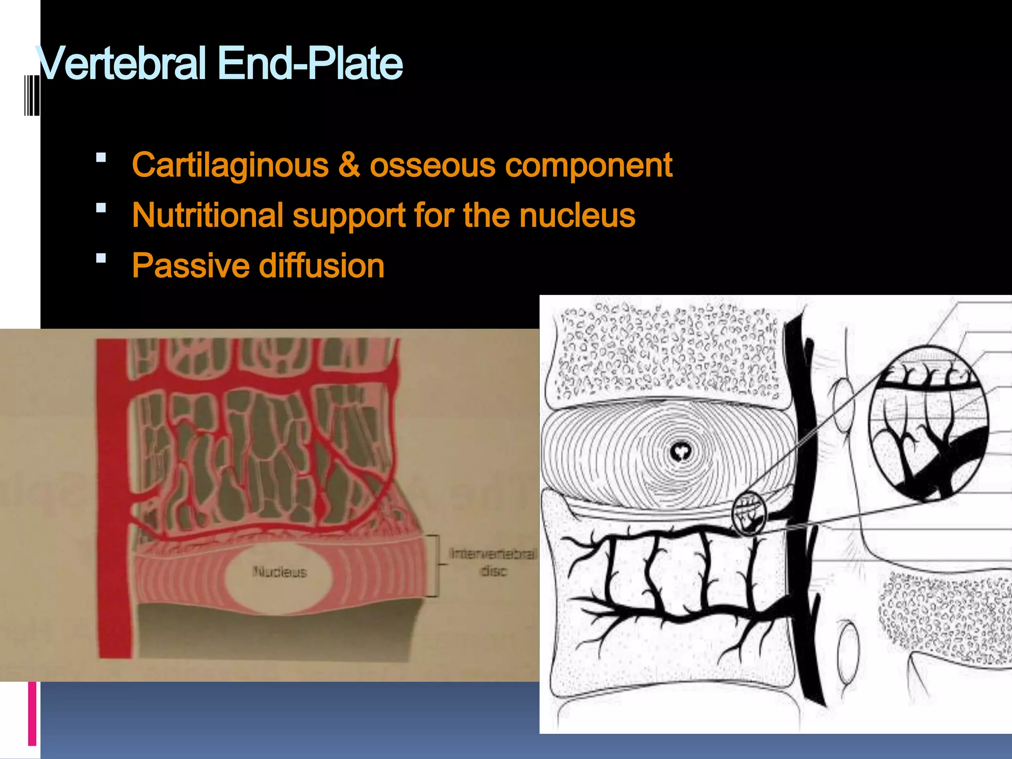 Vertebral End-Plate
 Cartilaginous & osseous component
 Nutritional support for the nucleus
 Passive diffusion

 