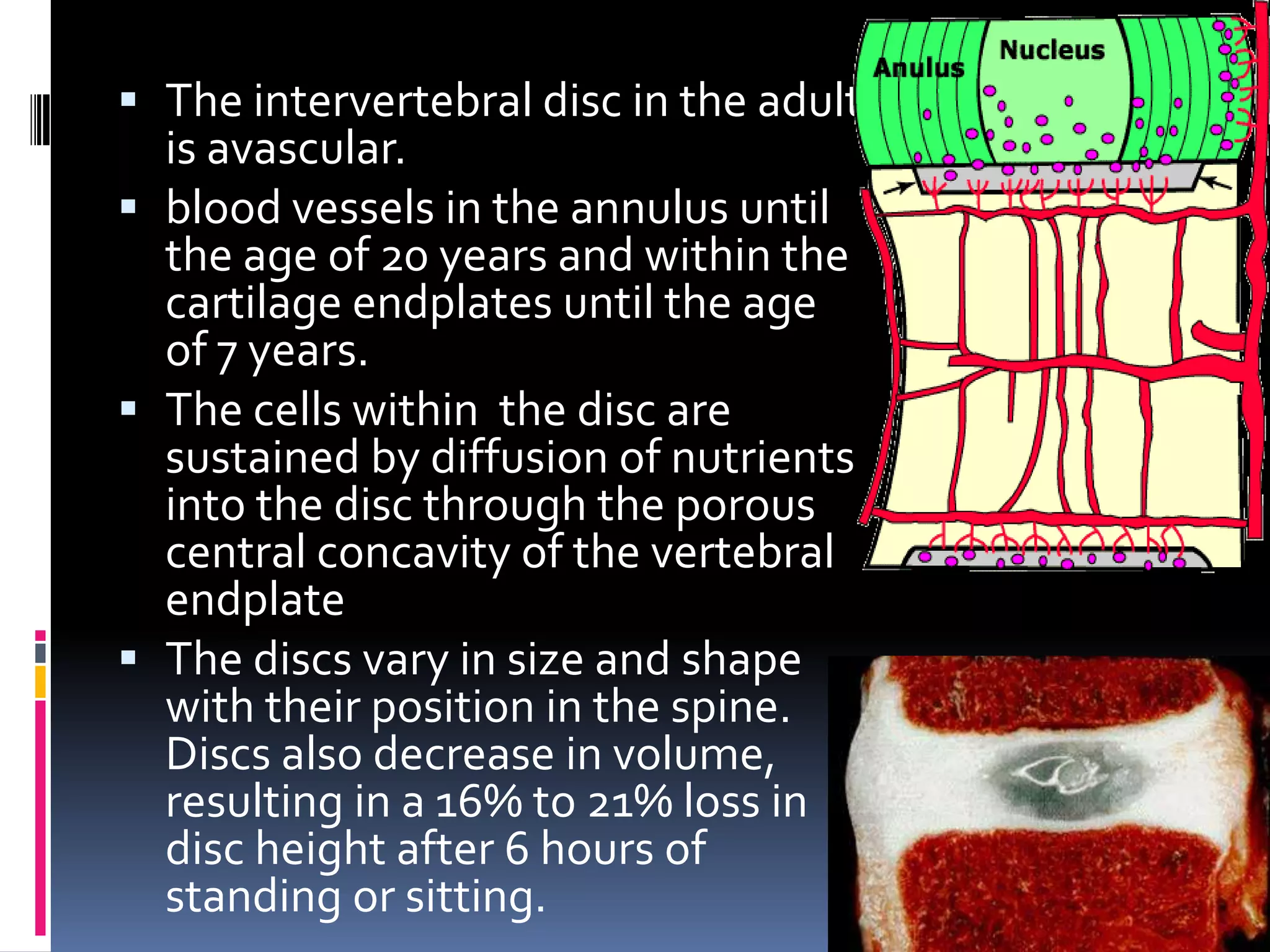  The intervertebral disc in the adult
is avascular.
 blood vessels in the annulus until
the age of 20 years and within the
cartilage endplates until the age
of 7 years.
 The cells within the disc are
sustained by diffusion of nutrients
into the disc through the porous
central concavity of the vertebral
endplate
 The discs vary in size and shape
with their position in the spine.
Discs also decrease in volume,
resulting in a 16% to 21% loss in
disc height after 6 hours of
standing or sitting.

 