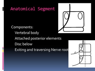 Anatomical Segment

Components:
Vertebral body
Attached posterior elements
Disc below
Exiting and traversing Nerve root

 