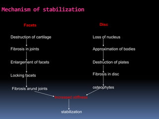 Mechanism of stabilization
Disc

Facets
Destruction of cartilage

Loss of nucleus

Fibrosis in joints

Approximation of bodies

Enlargement of facets

Destruction of plates

Locking facets

Fibrosis in disc
osteophytes

Fibrosis arund joints
Increased stiffness

stabilization

 
