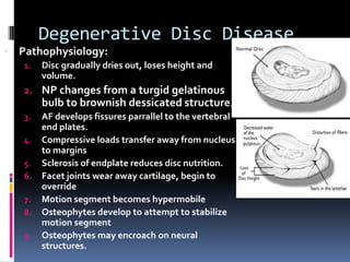 Degenerative Disc Disease
 Pathophysiology:
1.

Disc gradually dries out, loses height and
volume.

2. NP changes from a turgid gelatinous

bulb to brownish dessicated structure.
3.
4.
5.
6.
7.
8.
9.

AF develops fissures parrallel to the vertebral
end plates.
Compressive loads transfer away from nucleus
to margins
Sclerosis of endplate reduces disc nutrition.
Facet joints wear away cartilage, begin to
override
Motion segment becomes hypermobile
Osteophytes develop to attempt to stabilize
motion segment
Osteophytes may encroach on neural
structures.

 