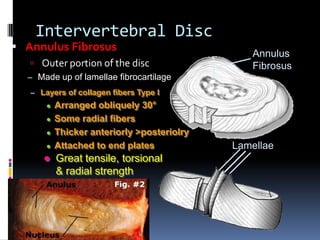 Intervertebral Disc

 Annulus Fibrosus

 Outer portion of the disc

Annulus
Fibrosus

– Made up of lamellae fibrocartilage
– Layers of collagen fibers Type I







Arranged obliquely 30°
Some radial fibers
Thicker anteriorly >posteriolry
Attached to end plates

Great tensile, torsional
& radial strength

Lamellae

 
