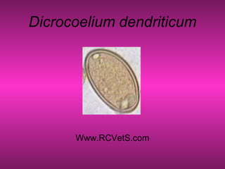 Dicrocoelium dendriticum
Www.RCVetS.com
 