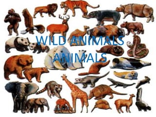 WILD ANIMALS
ANIMALS
 