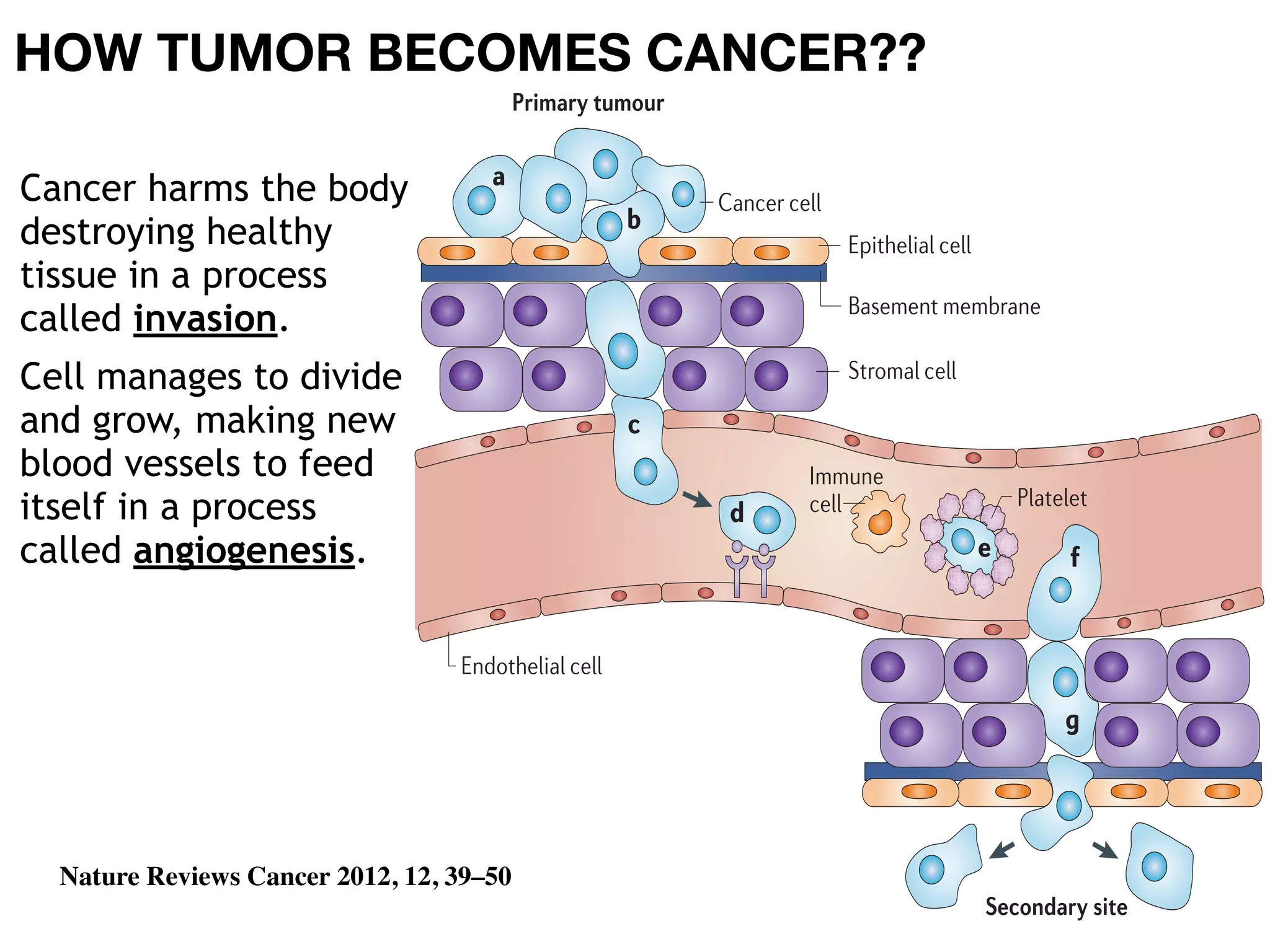 Drug Delivery Systems in Cancer | PDF