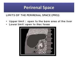 Intraperitoneal Space Rats Peritoneum , Intraperitoneal Spaces | PPTX