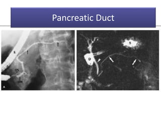 Intraperitoneal Space Rats Peritoneum , Intraperitoneal Spaces | PPTX
