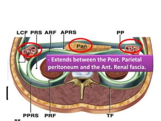 Intraperitoneal Space Rats Peritoneum , Intraperitoneal Spaces | PPTX