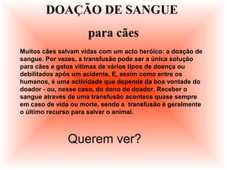 Muitos cães salvam vidas com um acto heróico: a doação de
sangue. Por vezes, a transfusão pode ser a única solução
para cães e gatos vítimas de vários tipos de doença ou
debilitados após um acidente. E, assim como entre os
humanos, é uma actividade que depende da boa vontade do
doador - ou, nesse caso, do dono do doador. Receber o
sangue através de uma transfusão acontece quase sempre
em caso de vida ou morte, sendo a transfusão é geralmente
o último recurso para salvar o animal.
DOAÇÃO DE SANGUE
para cães
Querem ver?
 