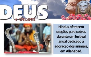 Hindus oferecem
 orações para cobras
 durante um festival
  anual dedicado à
adoração dos animais,
   em Allahabad.
 