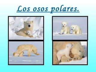 Los osos polares. 