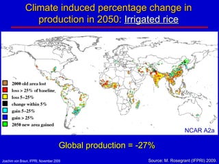 Climate induced percentage change in production in 2050:  Irrigated rice Global production = -27% NCAR A2a Source: M. Rosegrant (IFPRI) 2009. 