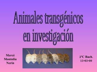 Animales transgénicos en investigación Mercè Montoliu Nerín 2ºC Bach. 13-03-09 