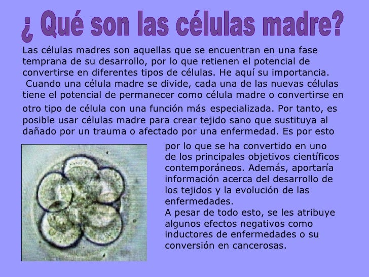 Argumento A Favor Del Uso Terapeutico De Las Celulas Madre