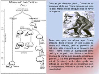 Com es pot observar, però , Darwin es va equivocar al dir que l’home provenia del mico i d’aquí moltes de les crítiques que va haver de suportar.  Tenia raó quan va afirmar que l’home procedia d’una evolució en una escala de temps molt dilatada, però no provenia pas del mico. Més endavant es va descobrir que mico i home tenien un avantpassat comú però que va patir una bifurcació evolutiva originant la branca dels pòngids (ximpanzés, goril·les...) i la dels predecessors de l’home actual (homínids) molts dels quals van extingir-se i per tant van ser descartats com a avantpassats, com és el cas de l’home de neanderthal. Pòngids Homínids Diferenciació fa de 7 milions d’anys 