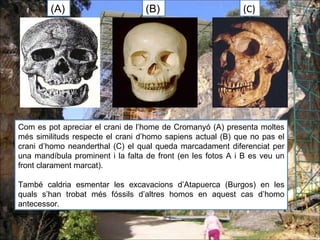 Com es pot apreciar el crani de l’home de Cromanyó (A) presenta moltes més similituds respecte el crani d’homo sapiens actual (B) que no pas el crani d’homo neanderthal (C) el qual queda marcadament diferenciat per una mandíbula prominent i la falta de front (en les fotos A i B es veu un front clarament marcat). També caldria esmentar les excavacions d’Atapuerca (Burgos) en les quals s’han trobat més fóssils d’altres homos en aquest cas d’homo antecessor. (A) (B) (C) 