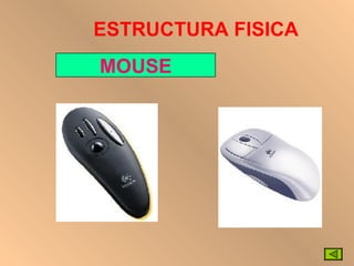 ESTRUCTURA FISICA MOUSE 