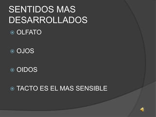 SENTIDOS MAS DESARROLLADOSOLFATOOJOS OIDOSTACTO ES EL MAS SENSIBLE