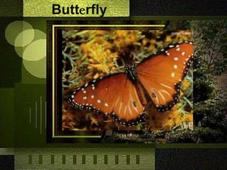 Butterfly Your Text Here 