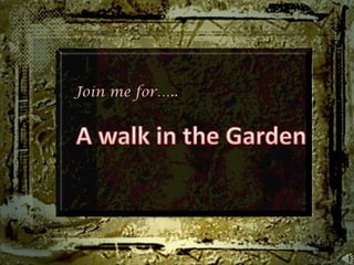 Join me for….. A walk in the Garden 