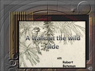 A walk on the wild side with Robert Bateman 