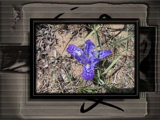 Mongolia And The Gobi Desert