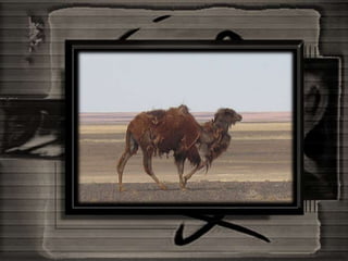 Mongolia And The Gobi Desert