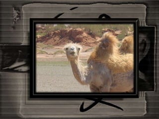 Mongolia And The Gobi Desert