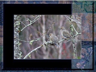 Leçon de PERSÉVERANCE Musique: Songbird – Barbra Streisand  