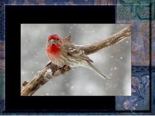 Leçon de PERSÉVERANCE Musique: Songbird – Barbra Streisand  