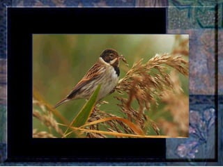 Leçon de PERSÉVERANCE Musique: Songbird – Barbra Streisand  