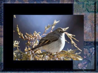 Leçon de PERSÉVERANCE Musique: Songbird – Barbra Streisand  