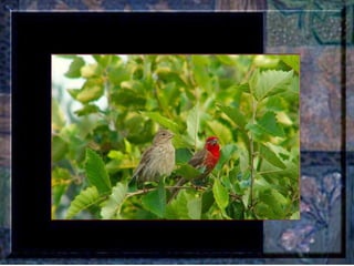 Leçon de PERSÉVERANCE Musique: Songbird – Barbra Streisand  