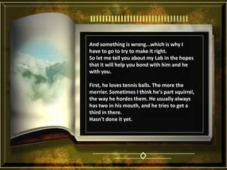 And something is wrong...which is why I have to go to try to make it right. So let me tell you about my Lab in the hopes that it will help you bond with him and he with you. First, he loves tennis balls. The more the merrier. Sometimes I think he's part squirrel, the way he hordes them. He usually always has two in his mouth, and he tries to get a third in there. Hasn't done it yet. 