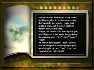 Doesn't matter where you throw them, he'll bound after it, so be careful-really don't do it by any roads. I made that mistake once, and it almost cost him dearly. Next, commands. Maybe the shelter staff already told you, but I'll go over them again: Reggie knows the obvious ones - "sit," "stay," "come," "heel." He knows hand signals: "back" to turn around and go back when you put your hand straight up; and "over" if you put your hand out right or left. 