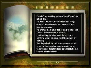 "Shake" for shaking water off, and "paw" for a high-five. He does "down" when he feels like lying down - I bet you could work on that with him some more. He knows "ball" and "food" and "bone" and "treat" like nobody's business. I trained Reggie with small food treats. Nothing opens his ears like little pieces of hot dog. Feeding schedule: twice a day, once about seven in the morning, and again at six in the evening. Regular store-bought stuff; the shelter has the brand. 