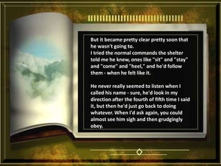 But it became pretty clear pretty soon that he wasn't going to. I tried the normal commands the shelter told me he knew, ones like "sit" and "stay" and "come" and "heel," and he'd follow them - when he felt like it. He never really seemed to listen when I called his name - sure, he'd look in my direction after the fourth of fifth time I said it, but then he'd just go back to doing whatever. When I'd ask again, you could almost see him sigh and then grudgingly obey. 
