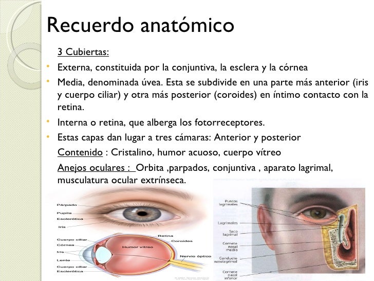 cuerpo de ojos rojos cuerpo de ojos rojos