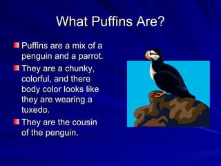 What Puffins Are? Puffins are a mix of a penguin and a parrot. They are a chunky, colorful, and there body color looks like they are wearing a tuxedo. They are the cousin of the penguin. 