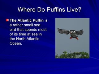 Where Do Puffins Live? The Atlantic Puffin  is a rather small sea bird that spends most of its time at sea in the North Atlantic Ocean.  