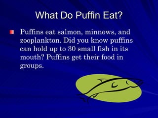 What Do Puffin Eat? Puffins eat salmon, minnows, and zooplankton. Did you know puffins can hold up to 30 small fish in its mouth? Puffins get their food in groups.  
