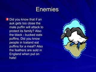 Enemies  Did you know that if an auk gets too close the male puffin will attack to protect its family? Also the black - bucked eats puffins. Did you know people in Iceland eat puffins for a meal? Also the feathers are sold in England when put on hats!  