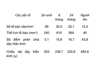 Các yếu tố Sơ sinh 6
tháng
24
tháng
Người
lớn
Số tế bào não/mm3
99 30,5 20,1 12,5
Thể tích tế bào (mm3
) 240 610 990 40
Số điểm phân chia
dây thần kinh
3,1 15,6 16,7 43,8
Chiều dài dây thần
kinh (µ)
203 236,7 325,9 683,6
 